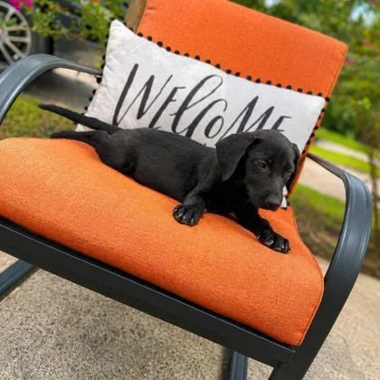 A baby medium-sized male Flat-Coated Retriever dog named Elmer for adoption in Morton Grove, IL