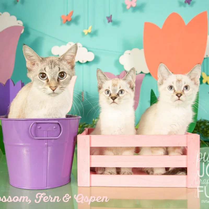 An adult small-sized female Domestic Short Hair cat named Blossom for adoption in Springfield, MO
