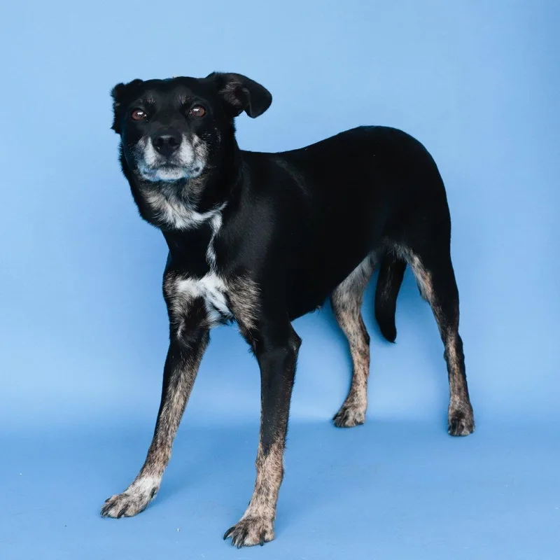 An adult medium-sized female Australian Cattle Dog / Blue Heeler dog named Doja for adoption in Pasadena, CA