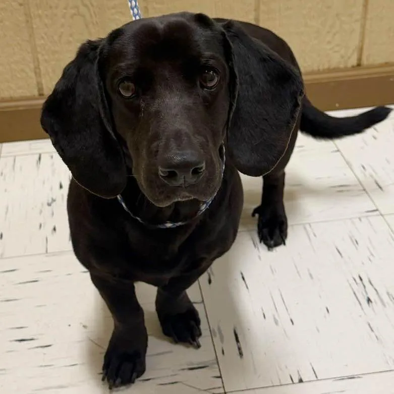 An adult medium-sized female Black Basset Hound dog named Twilight for adoption in Austin, TX