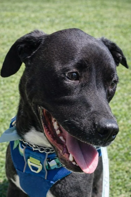 Maurice  Beauty And thumbnail 2