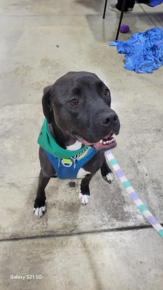 Maurice  Beauty And thumbnail 3