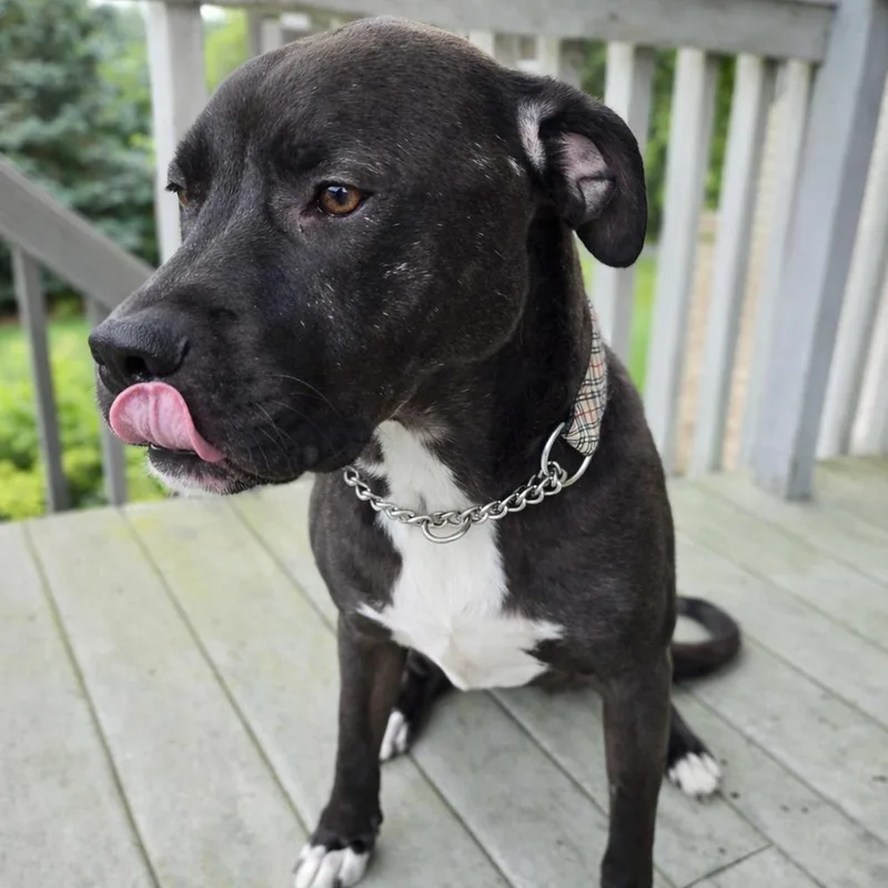 Maurice  Beauty And thumbnail 5