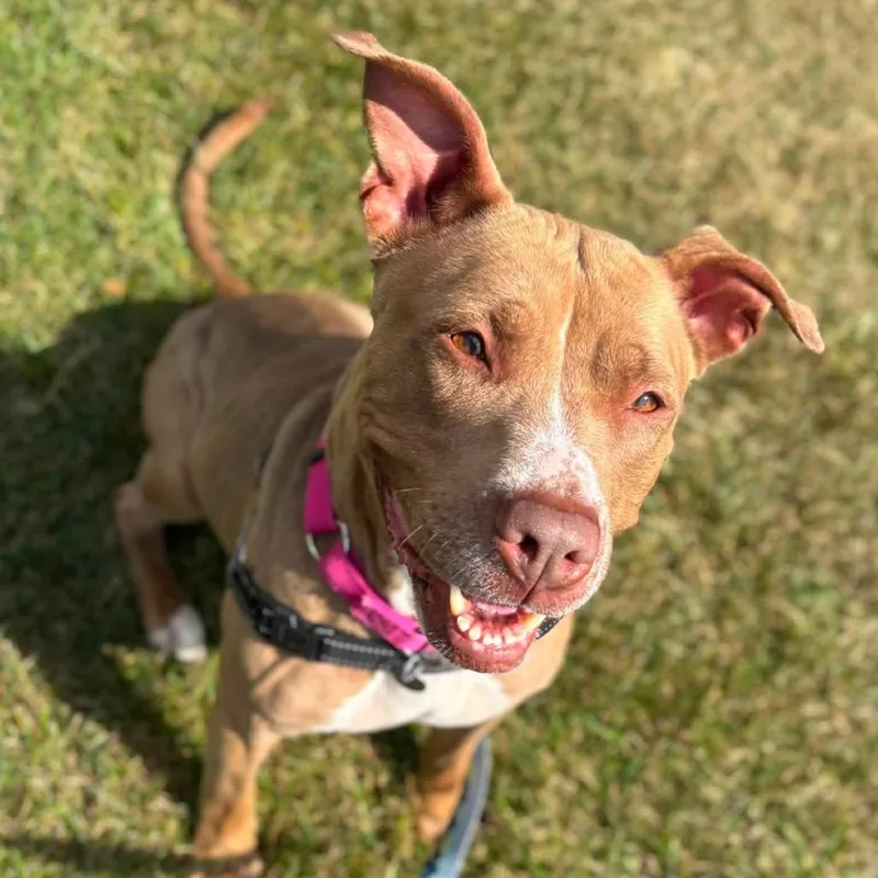 An adult medium-sized female Mixed Breed dog named Simone for adoption in Dearborn, MI