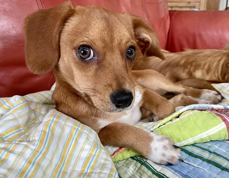 A young small-sized male Red / Chestnut / Orange Chiweenie dog named Domino for adoption in MORAVIAN FALLS, NC
