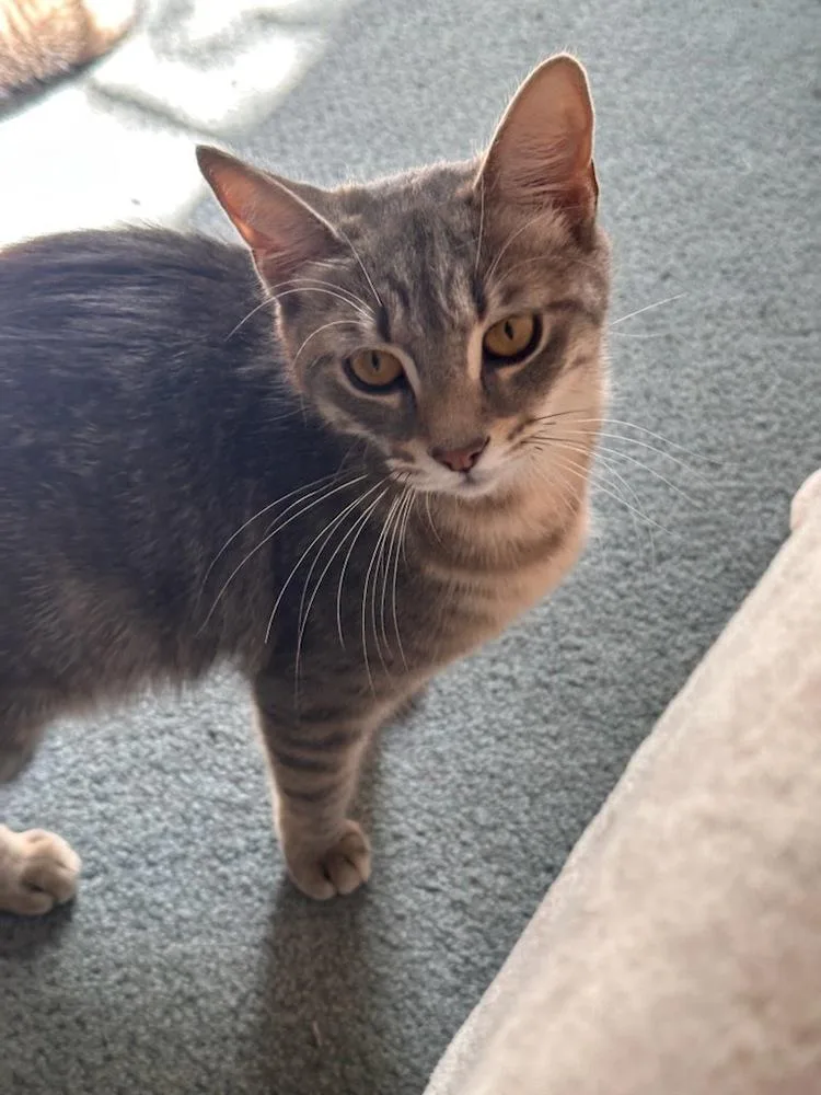A young small-sized female Gray / Blue / Silver Tabby cat named Birdie for adoption in Warren, CT