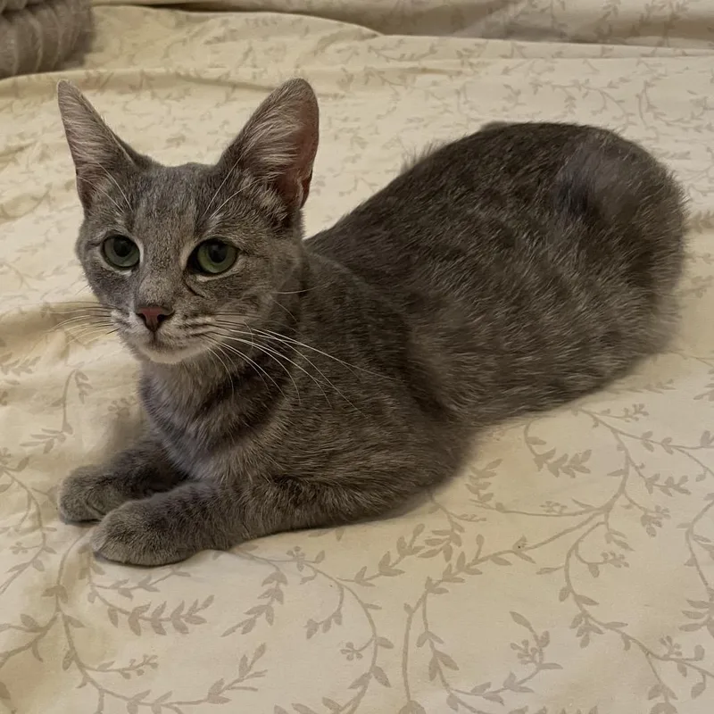 A young small-sized female Gray / Blue / Silver Domestic Short Hair cat named Charli for adoption in Springboro, OH