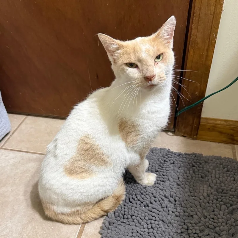 A senior medium-sized female White Domestic Short Hair cat named Creamsicle for adoption in Kansas City, MO