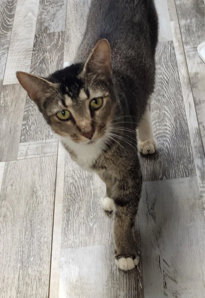 A young medium-sized female Domestic Short Hair cat named Mum for adoption in Crossville, TN