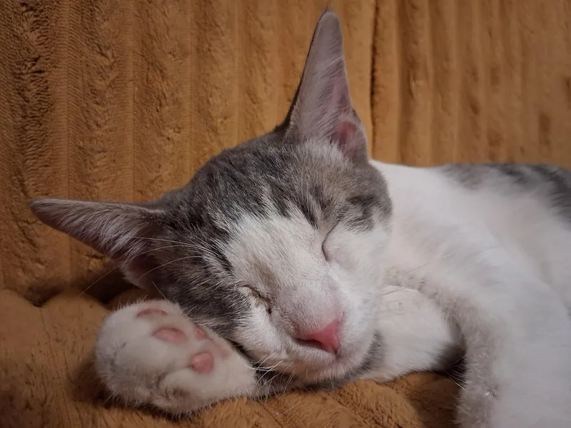 A young small-sized male Domestic Short Hair cat named Lightning and Bowie for adoption in Logan, UT