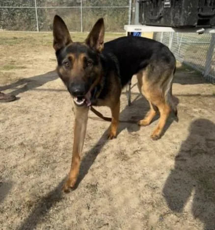 An adult medium-sized male German Shepherd Dog dog named Pequeno for adoption in Los Angeles, CA