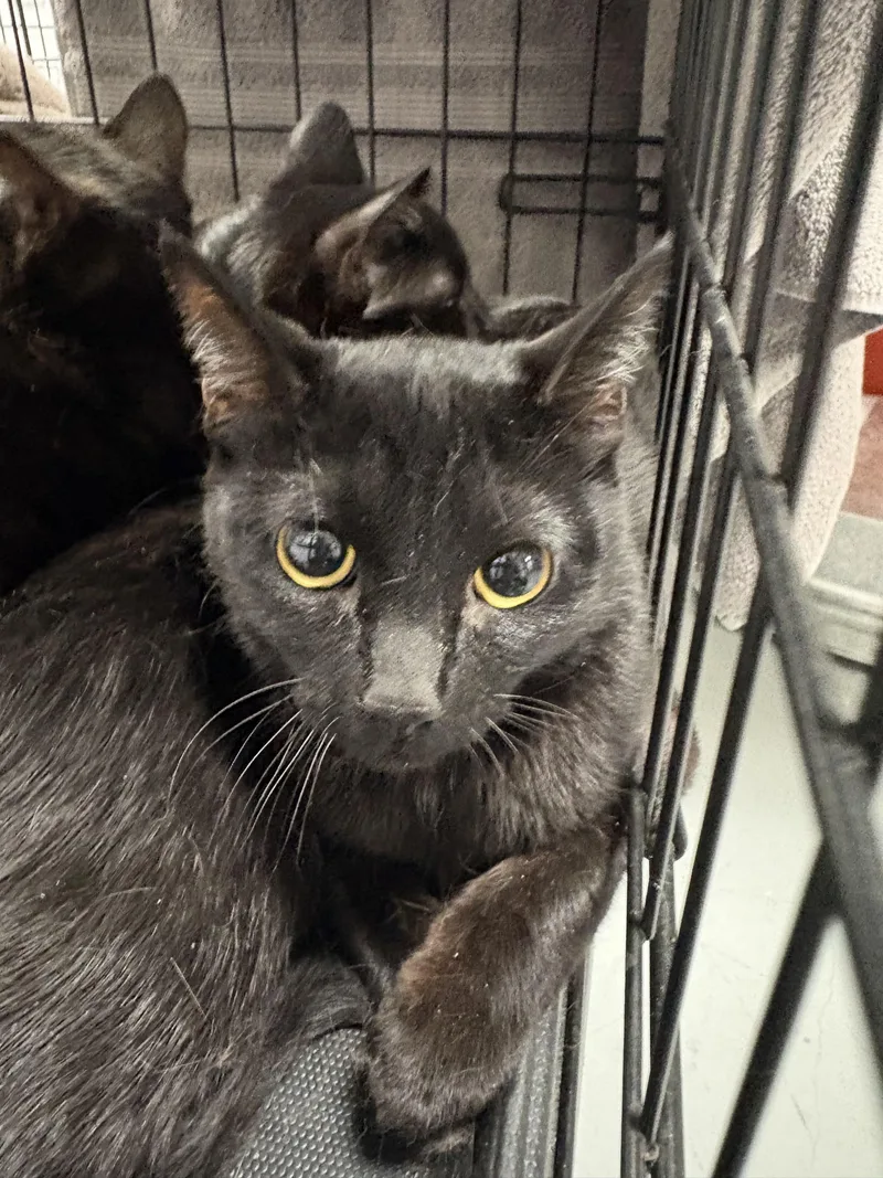 A young small-sized female Domestic Short Hair cat named Valerie for adoption in Chatsworth, CA