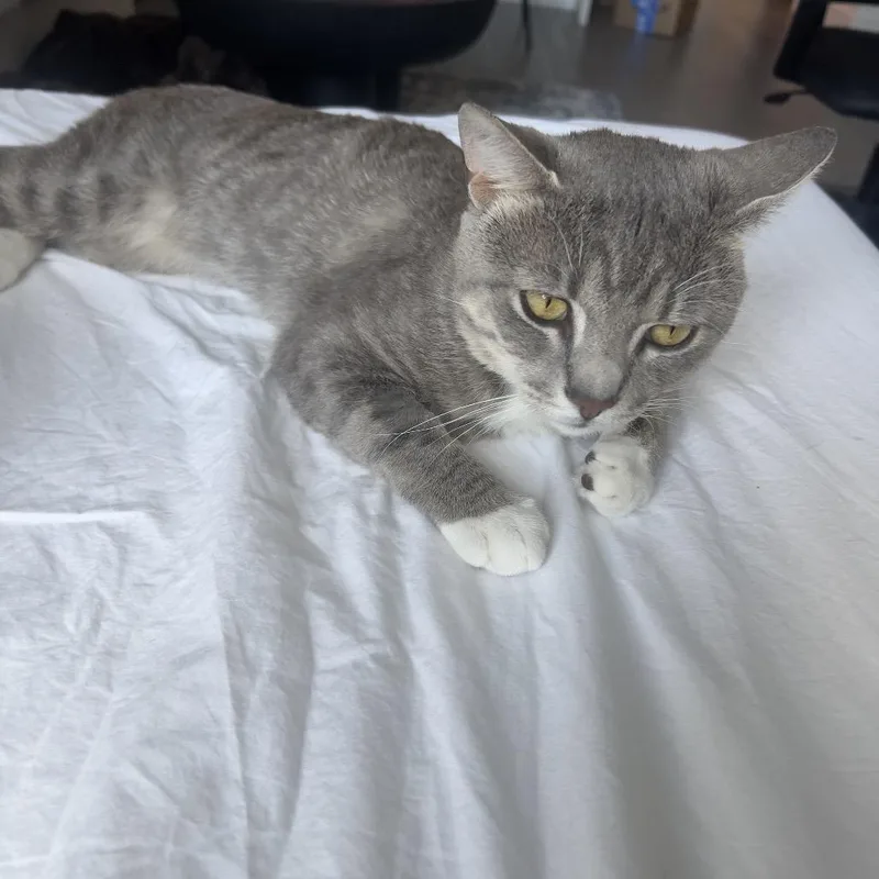 An adult small-sized male Gray / Blue / Silver Domestic Short Hair cat named Leoni for adoption in Middle Village, NY
