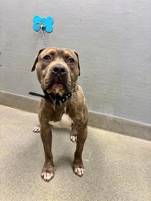 An adult large-sized male Pit Bull Terrier dog named Marcos for adoption in Las Vegas, NV