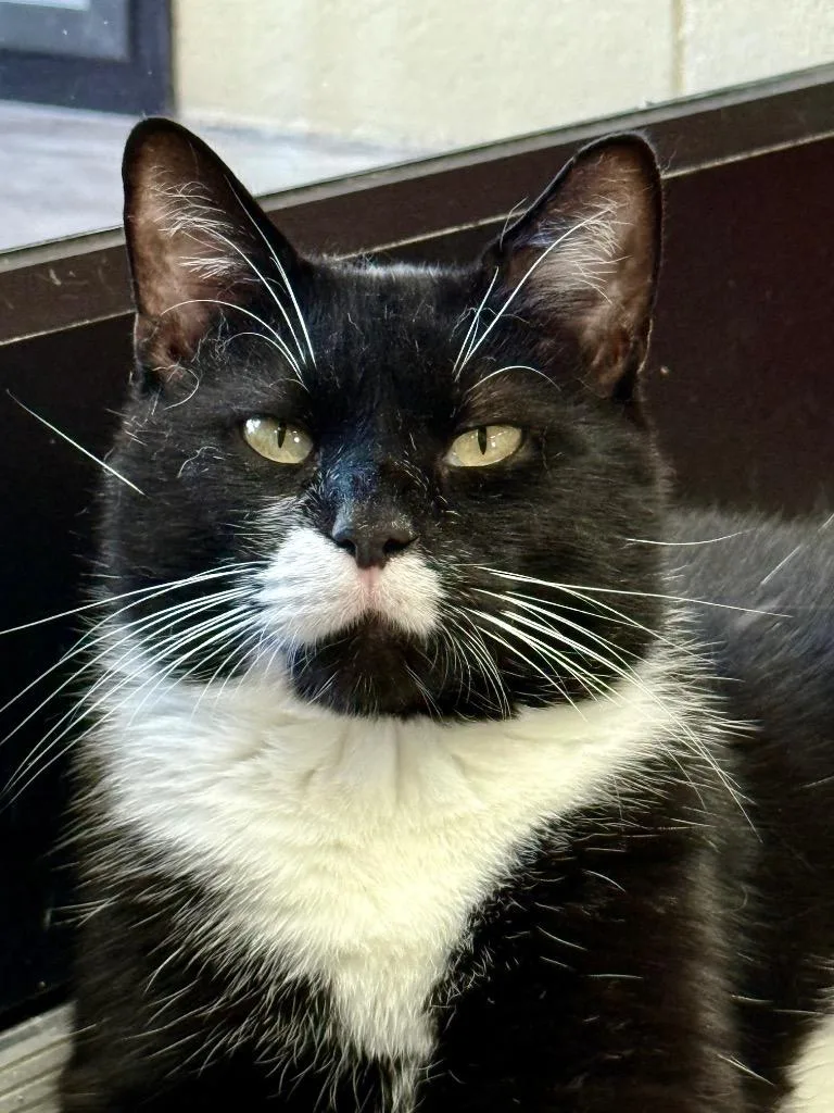 An adult medium-sized male Domestic Short Hair cat named Puff Pastry for adoption in Cincinnati, OH