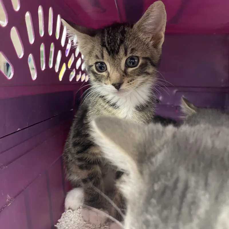 A baby small-sized female Tabby (Brown / Chocolate) Domestic Short Hair cat named Gina for adoption in Greenback, TN