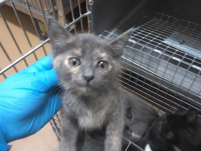 A baby small-sized female Domestic Short Hair cat named June for adoption in Chula Vista, CA