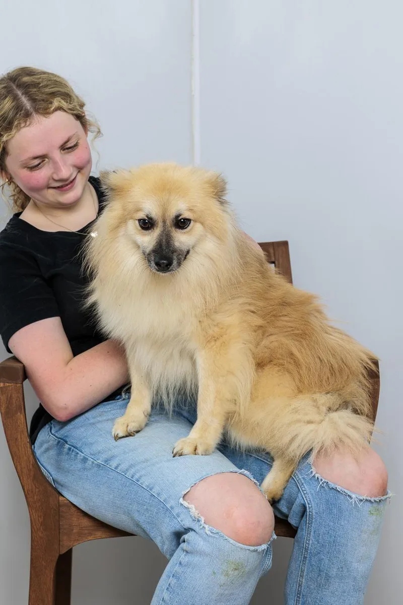A young small-sized male Pomeranian dog named Eclypse for adoption in Chester Springs, PA