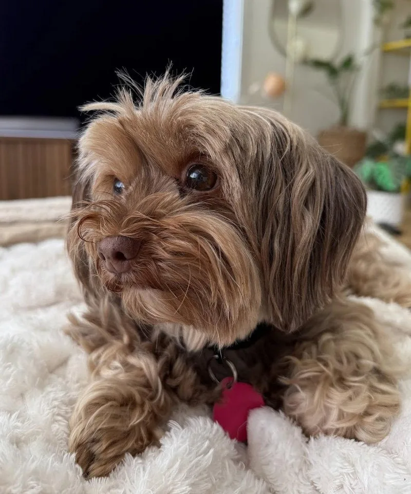 Truffle