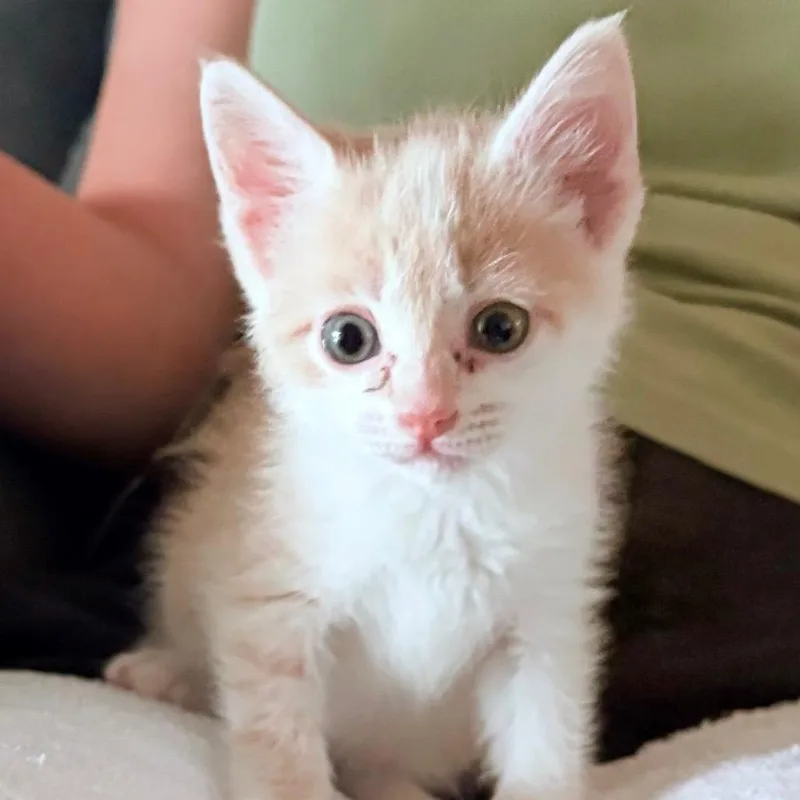 Biscotti