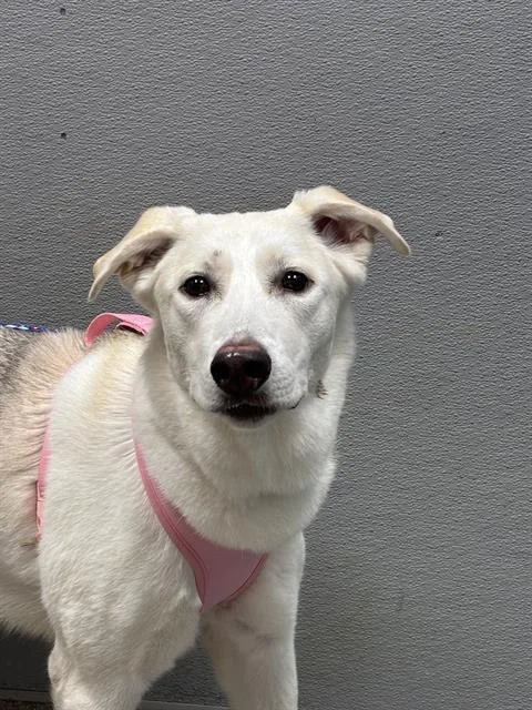 A young small-sized female German Shepherd Dog dog named Nube for adoption in Las Vegas, NV