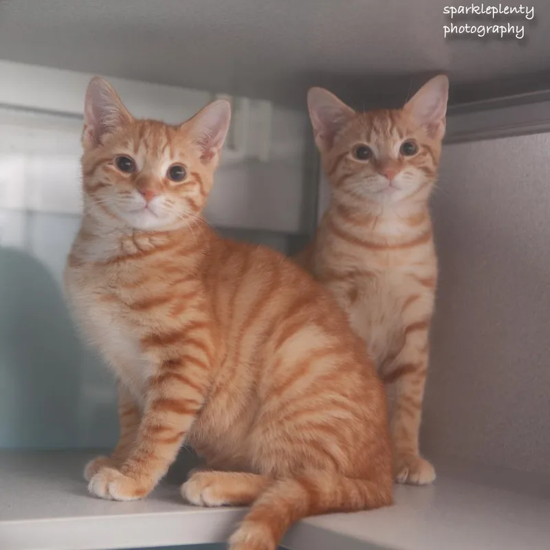 A baby medium-sized male Orange & White Domestic Short Hair cat named Brad for adoption in Ridgefield, CT