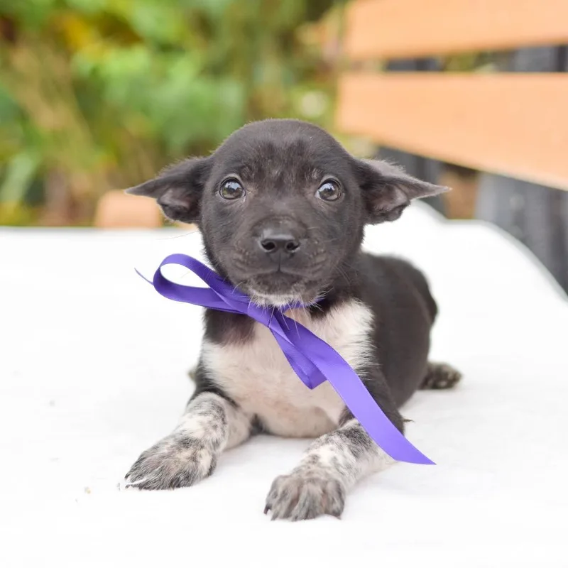 A baby small-sized female Black Mixed Breed dog named Stella for adoption in Kailua Kona, HI