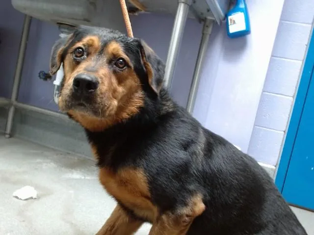 A young medium-sized male Rottweiler dog named Ramon for adoption in Albuquerque, NM