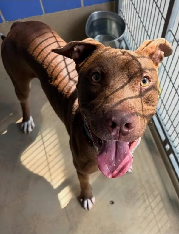 An adult large-sized male Mixed Breed dog named Benny for adoption in Austin, TX
