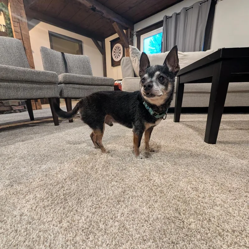 A senior small-sized male Black Chihuahua dog named Chinook for adoption in Rochester, MN