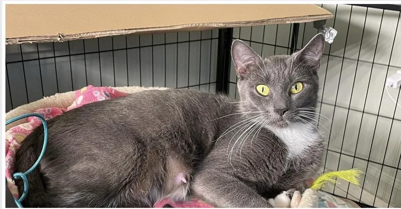 An adult medium-sized female Domestic Short Hair cat named Stormy for adoption in Ardsley, NY