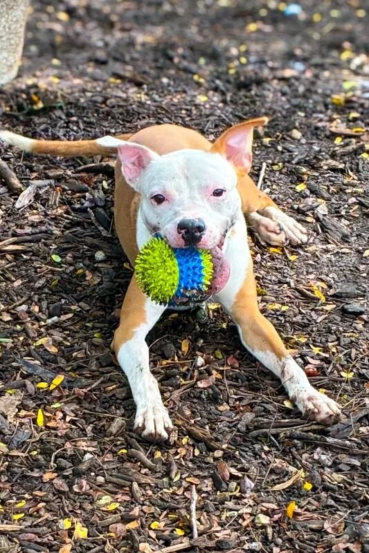 An adult medium-sized male Brown / Chocolate Mixed Breed dog named Mr. Willow for adoption in Cincinnati, OH