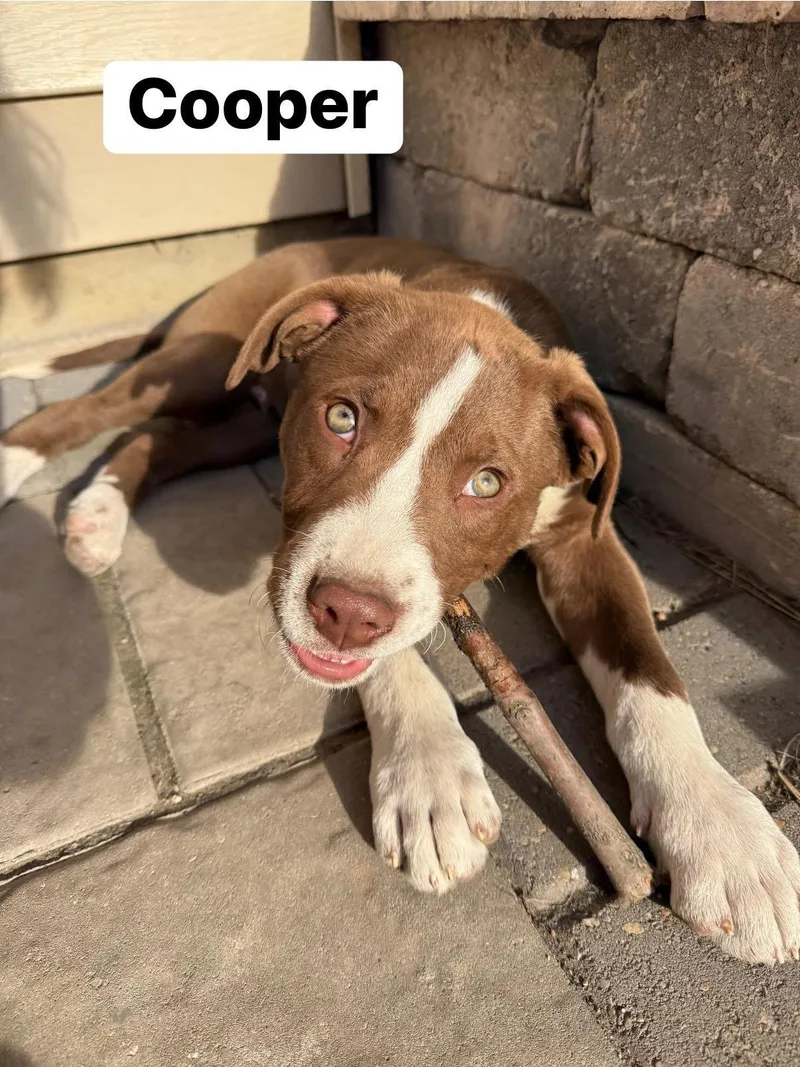 A baby medium-sized male Brown / Chocolate Pit Bull Terrier dog named Cooper for adoption in Elburn, IL