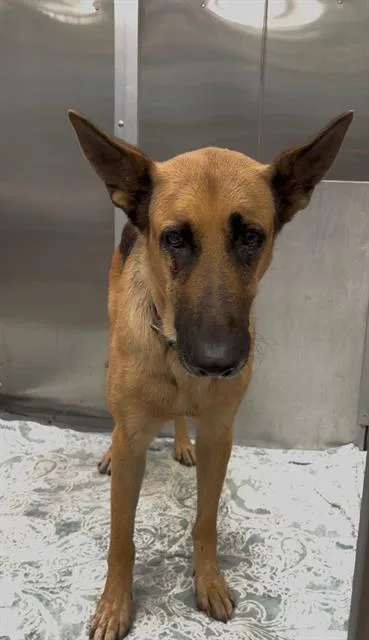 An adult large-sized female Mixed Breed dog named Sunshine for adoption in Dallas, TX