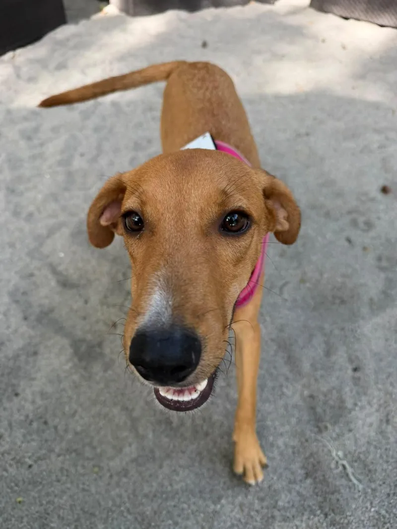 A baby medium-sized male Brown / Chocolate Mixed Breed dog named Peanut for adoption in Richmond, VA