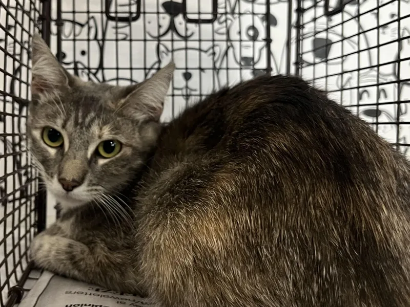 A young large-sized female Domestic Short Hair cat named Mattie for adoption in San Pedro, CA