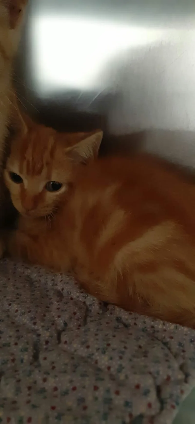 A baby medium-sized male Domestic Short Hair cat named Ferrari for adoption in Georgetown, OH