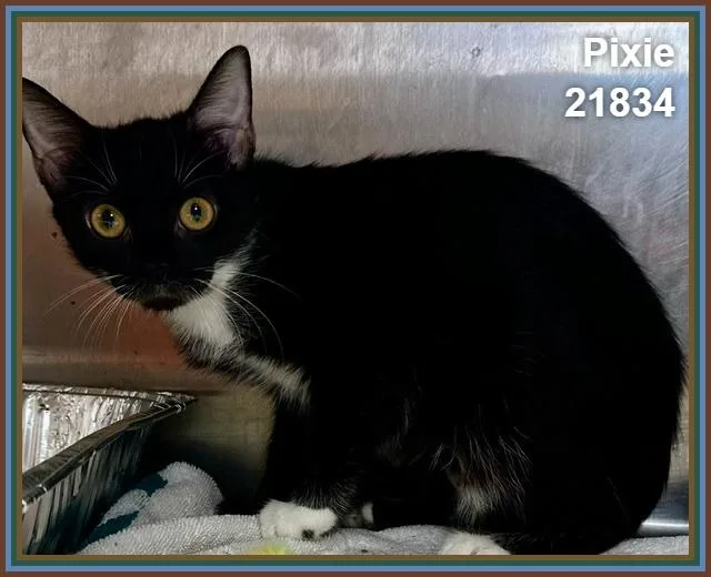 A baby medium-sized female Black & White / Tuxedo Domestic Short Hair cat named Pixie for adoption in Marietta, GA