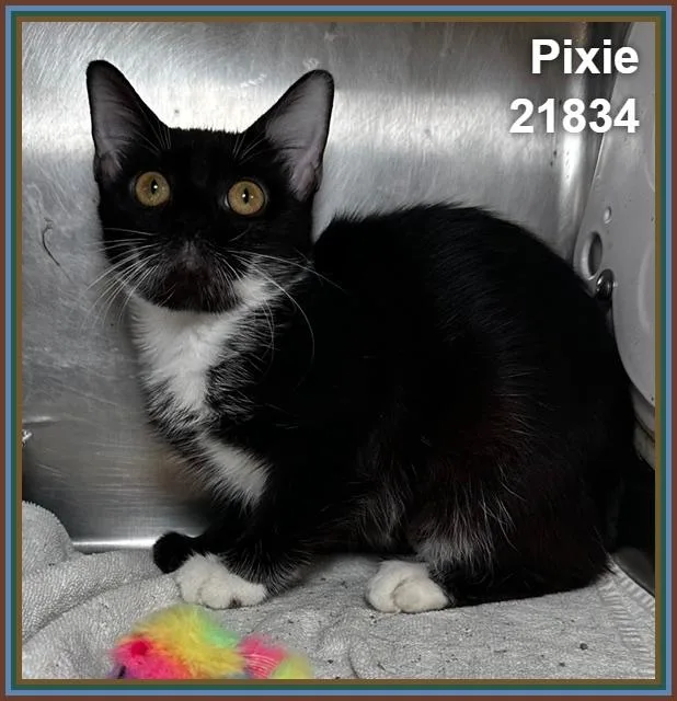 Pixie thumbnail 3