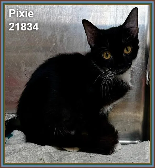Pixie thumbnail 4