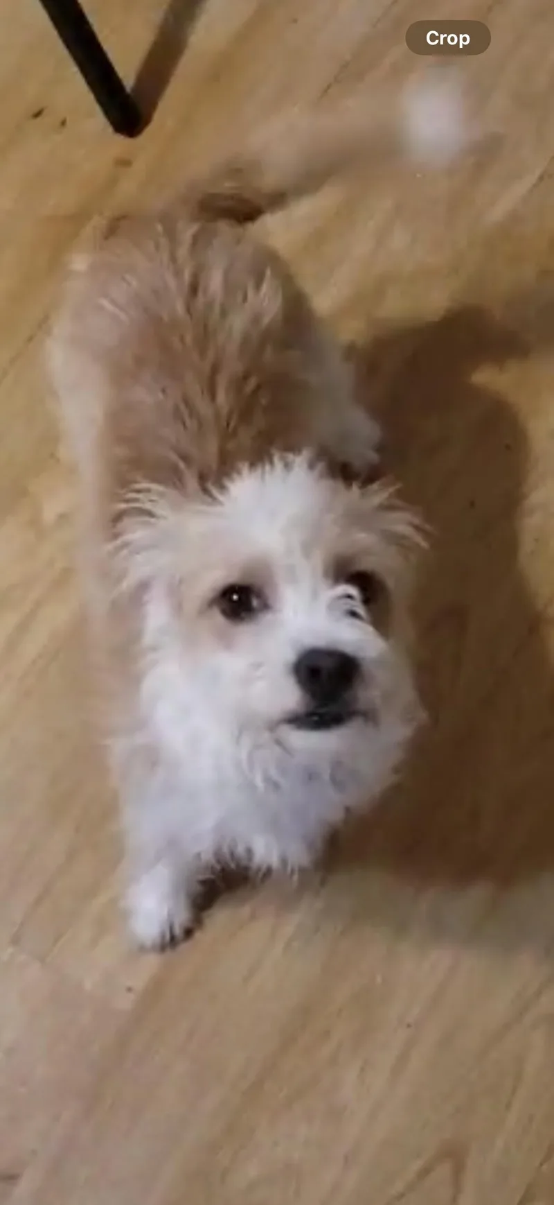 Ziggy  The Silly thumbnail 3