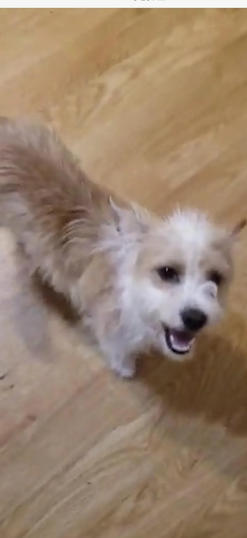 Ziggy  The Silly thumbnail 4