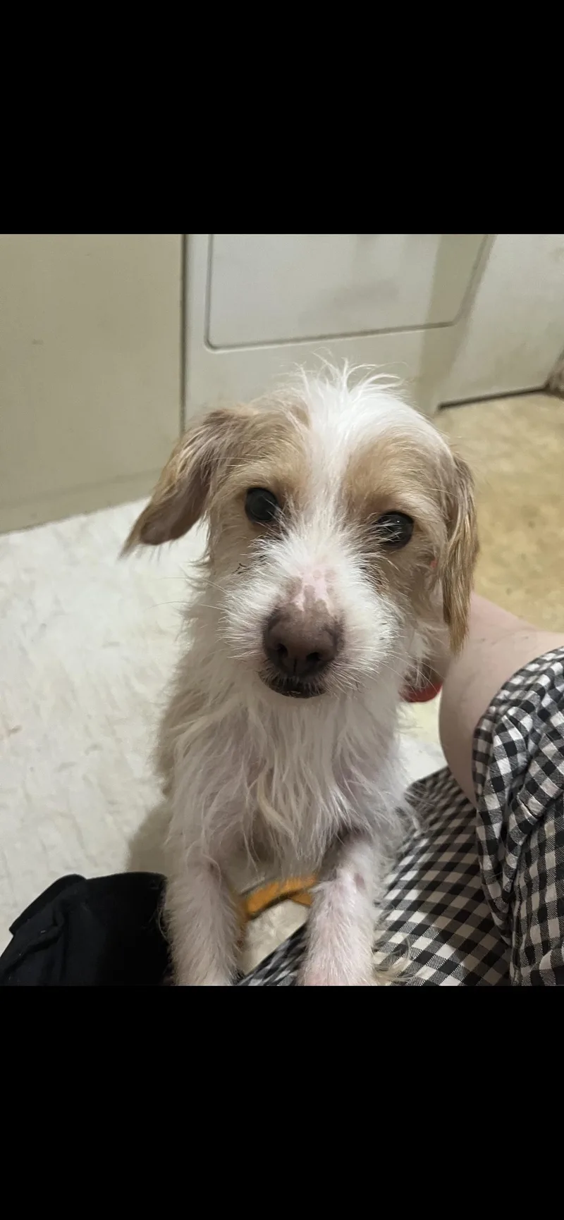 Ziggy  The Silly thumbnail 5