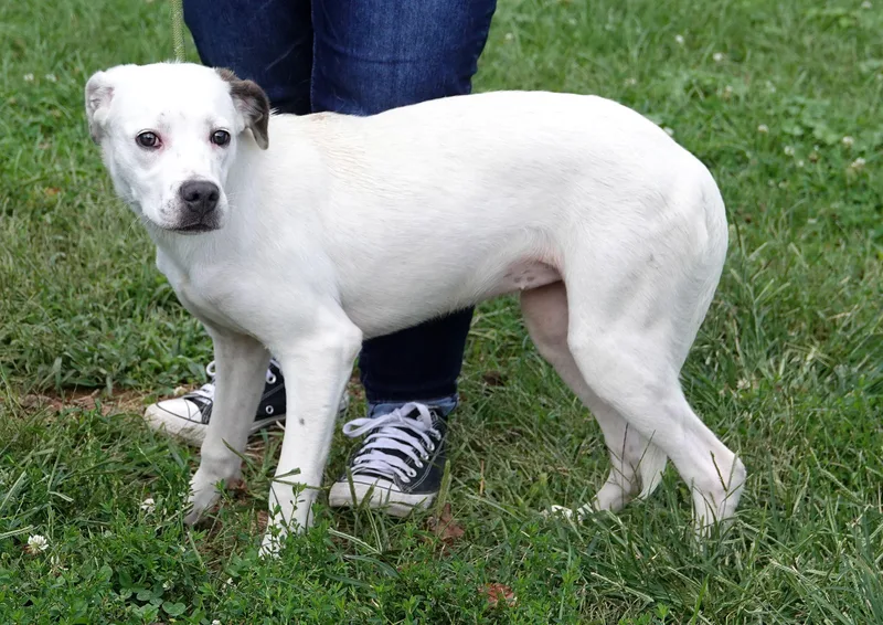 A baby medium-sized female Brown / Chocolate Terrier dog named Chanelle for adoption in Millfield, OH