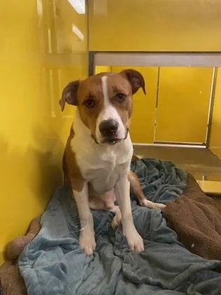 An adult medium-sized male Mixed Breed dog named Leroy for adoption in Kansas City, MO