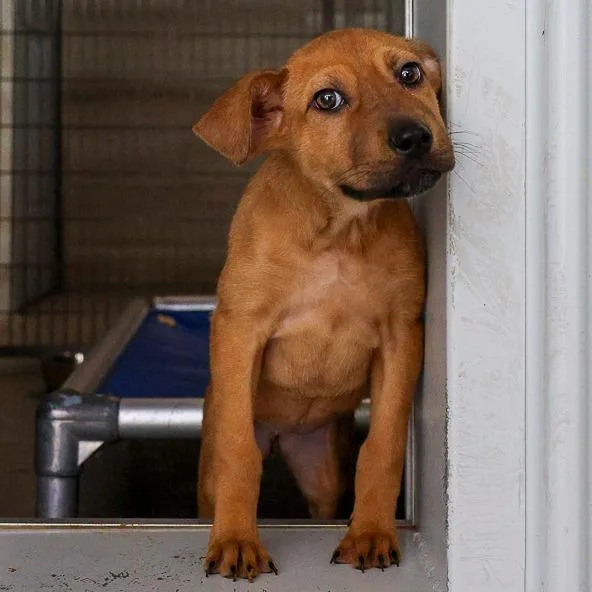 A baby medium-sized female Yellow / Tan / Blond / Fawn Mixed Breed dog named Meika for adoption in Bradenton, FL