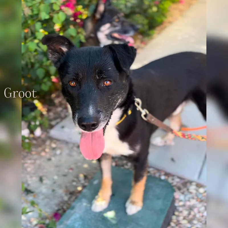 Groot And Zaya Bonded thumbnail 6