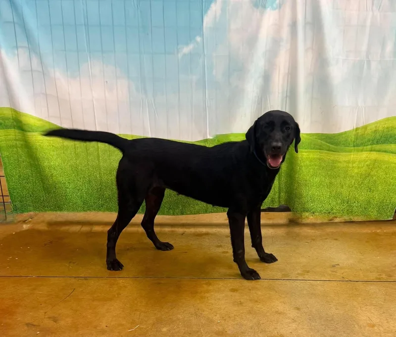 An adult medium-sized female Labrador Retriever dog named Annie for adoption in Lewisville, IN