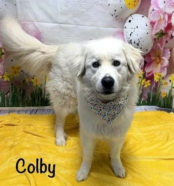 Colby thumbnail 2