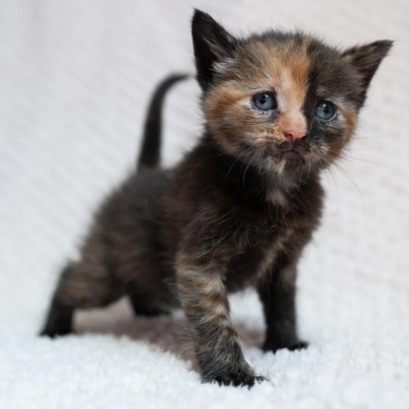 A baby small-sized female Black Domestic Short Hair cat named Cheyenne for adoption in Fulton, MO